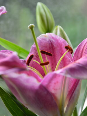 Nahaufnahme einer Blume